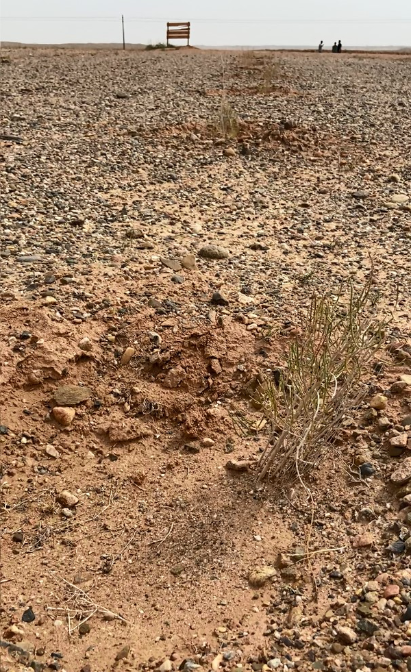 现场探访蚂蚁森林277号林：2019年春完成种植 干旱造成梭梭矮小