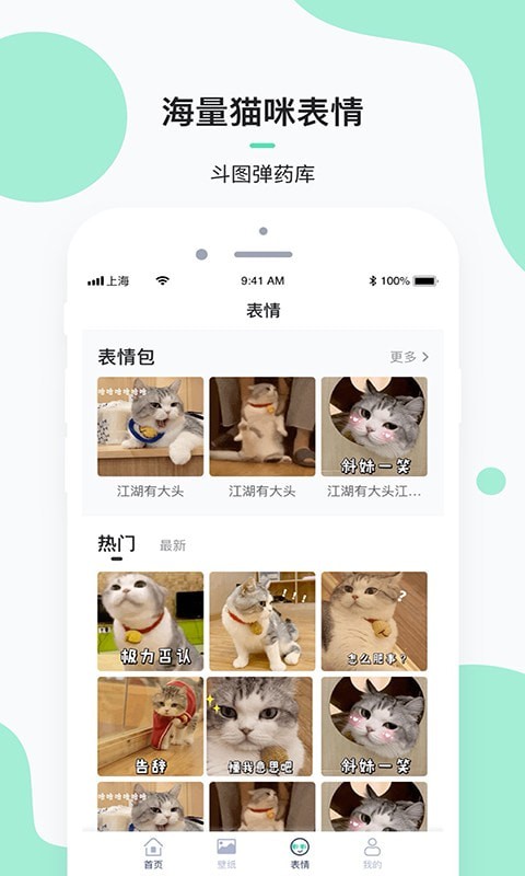 每日一猫